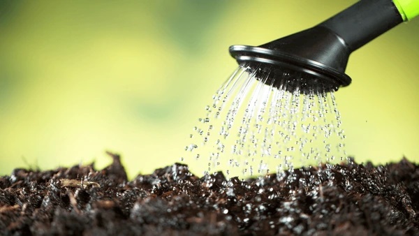 A watering can sprinkles onto rich black compost.